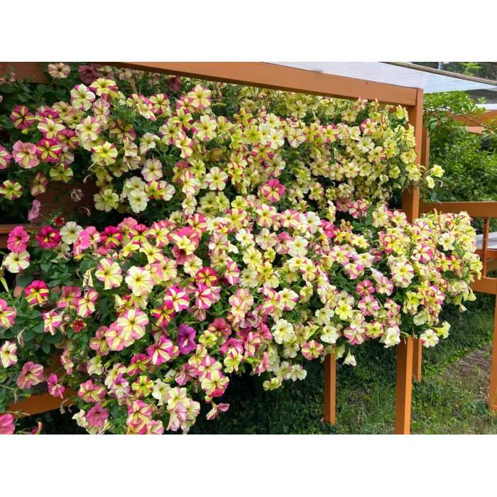 Петунія ампельна грандіфлора Лавина F1 Rose Yellow Star, 200 шт.